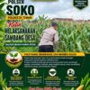 Polsek Soko Polresta Tuban Turun Langsung Cek Tanaman Jagung Warga