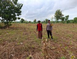 Polsek Tambakboyo Polresta Tuban Turun ke Ladang, Dampingi Petani Wujudkan Ketahanan Pangan