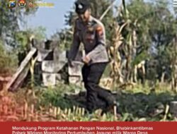 Bhabinkamtibmas Polsek Widang Monitoring Pertumbuhan Jagung