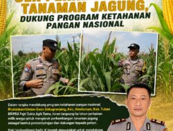Bhabinkamtibmas Polsek Kenduruan Polresta Tuban Cek Perkembangan Tanaman Jagung, Dukung Program Ketahanan Pangan Nasional