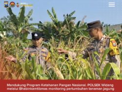 Bhabinkamtibmas Polsek Widang Monitoring Pertumbuhan Jagung