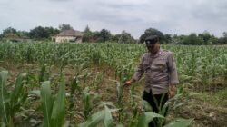 Dukung Swasembada Pangan, Polsek Tambakboyo Polresta Tuban Monitoring Lahan Jagung Warga