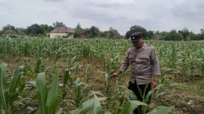 Dukung Swasembada Pangan, Polsek Tambakboyo Polresta Tuban Monitoring Lahan Jagung Warga