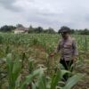 Polsek Bangilan Terus Bergerak Dukung Ketahanan Pangan Tanaman Jagung
