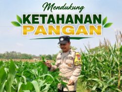 Polisi RW Polsek Senori Polresta Tuban Monitoring Tanaman Jagung Milik Warga Desa Medalem Dukung Program Ketahanan Pangan