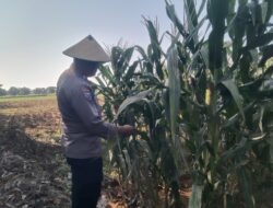 Polri Dukung Astacita, Polsek jenu Polres Tuban Turun Cek Tanaman Jagung Warga di Desa Kaliuntu