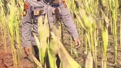 Bhabinkamtibmas Polsek Widang Monitoring Pertumbuhan Jagung