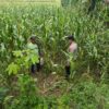 Polsek Tambakboyo Monitoring Lahan Jagung, Dukung Program Ketahanan Pangan