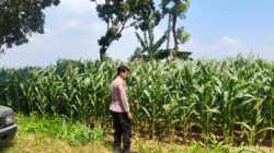 Polri Dukung Astacita, Polsek Merakurak Polres Tuban Turun Cek Tanaman Jagung Warga di Desa Tuwiri Wetan