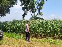 Polri Dukung Astacita, Polsek Merakurak Polres Tuban Turun Cek Tanaman Jagung Warga di Desa Tuwiri Wetan
