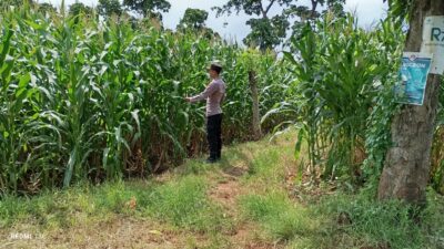 POLSEK TAMBAKBOYO POLRESTA TUBAN GELAR MONITORING KETAHAN PANGAN DI LAHAN JAGUNG