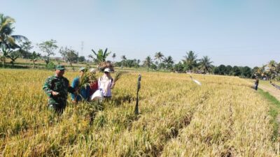 Di Tengah Sawah, Babinsa Ukur Harapan Petani