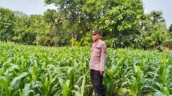 Polsek Plumpang Polresta Tuban Turun Langsung Cek Tanaman Jagung Warga