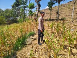 Polsek Grabagan Polresta Tuban Turun Langsung Cek Tanaman Jagung Warga