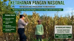 ANGGOTA POLSEK PARENGAN POLRESTA TUBAN DORONG KETAHANAN PANGAN MELALUI PENDAMPINGAN PETANI JAGUNG DI DESA KUMPULREJO KEC. PARENGAN KAB. TUBAN