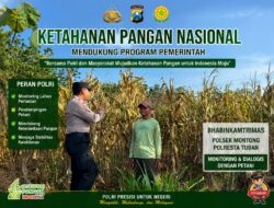 ANGGOTA POLSEK PARENGAN POLRESTA TUBAN DORONG KETAHANAN PANGAN MELALUI PENDAMPINGAN PETANI JAGUNG DI DESA KUMPULREJO KEC. PARENGAN KAB. TUBAN