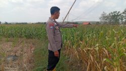 Dukung Program Astacita Presiden RI, Polsek Kenduruan Polresta Tuban Kawal Ketahanan Pangan Nasional