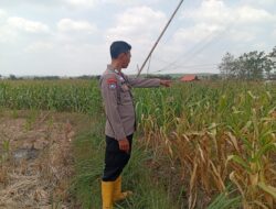 Dukung Program Astacita Presiden RI, Polsek Kenduruan Polresta Tuban Kawal Ketahanan Pangan Nasional