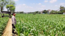 Dalam rangka mendukung program Astacita Presiden Republik Indonesia H.Prabowo Subianto, jajaran Kepolisian terus menunjukkan komitmennya dalam mendukung program ketahanan pangan nasional.