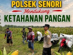 Anggota Bhabinkamtibmas Polsek Senori Polresta Tuban Turun ke ladang, Bantu Warga Desa Jatisari Panen Jagung