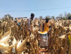 Mendukung Program Ketahanan Pangan, Bhabinkamtibmas Pendampingan Petani Panen Jagung