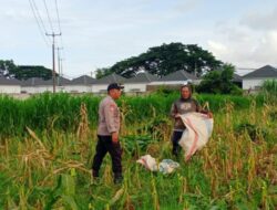 Sinergi Polsek Labuapi dan Petani Karang Bongkot Wujudkan Kemandirian Pangan di Lombok Barat