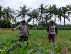 Dorong Ketahanan Pangan, Bhabinkamtibmas Polsek Gerung Edukasi Petani di Desa Giri Tembesi
