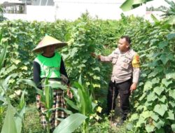Sinergi Bhabinkamtibmas dan Petani Labuapi Manfaatkan Pekarangan Demi Kemandirian Pangan