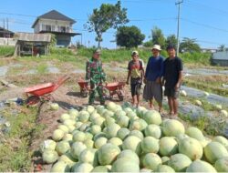 Pendampingan Babinsa Perkuat Harapan Petani Semangka di Desa Anyar