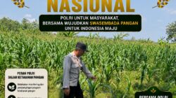 Polsek Bangilan Dukung Ketahanan Pangan Nasional Melalui Monitoring Tanaman Jagung