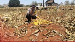 Mendukung Program Ketahanan Pangan, Bhabinkamtibmas Pendampingan Petani Panen Jagung