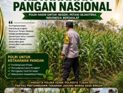 “ANGGOTA POLSEK KEREK POLRESTA TUBAN PANTAU PERTUMBUHAN TANAMAN JAGUNG WARGA DESA BINAAN”