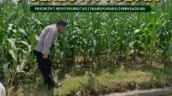 Polsek Grabagan Polresta Tuban Turun Langsung Cek Tanaman Jagung Warga
