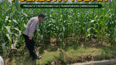 Polsek Grabagan Polresta Tuban Turun Langsung Cek Tanaman Jagung Warga