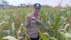 Dukung Asta Cita Presiden, Polsek Kenduruan Polresta Tuban Cek Perkembangan Tanaman Jagung Warga