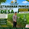 Anggota Polsek Singgahan Polresta Tuban Turun Cek Tanaman jagung Warga di Desa Tingkis