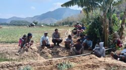 Wujud Kedekatan Polri dan Masyarakat, Bhabinkamtibmas Polsek Belo Bantu Panen Bawang Merah Milik Warga Binaan