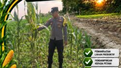 Polsek Bangilan Aktif Dukung Ketahanan Pangan melalui Monitoring Tanaman Jagung