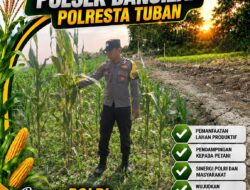 Polsek Bangilan Aktif Dukung Ketahanan Pangan melalui Monitoring Tanaman Jagung
