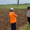 Dukung Program Ketahanan Pangan, Bhabinkamtibmas Polsek Tambakboyo Tinjau Pertumbuhan Tanaman Jagung