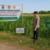 Polsek Montong Polresta Tuban Turun Cek Tanaman jagung Warga di Desa Ngulahan