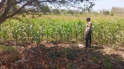 Polsek Jatirogo Turun ke Lahan produktif Desa Sidomulyo Wujudkan Dukungan Astacita Swasembada Pangan