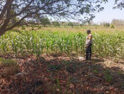 Polsek Jatirogo Turun ke Lahan produktif Desa Sidomulyo Wujudkan Dukungan Astacita Swasembada Pangan