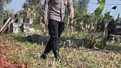 Mendukung Program Ketahanan Pangan, Bhabinkamtibmas Monitoring Pertumbuhan Jagung