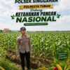Anggota Polsek Singgahan Polresta Tuban Turun Cek Tanaman jagung Warga di Desa Lajo Lor