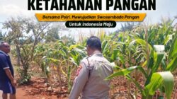*Polsek Tuban Pantau Lahan Jagung Warga, Dukung Ketahanan Pangan Nasional*