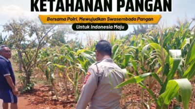 *Polsek Tuban Pantau Lahan Jagung Warga, Dukung Ketahanan Pangan Nasional*