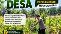 DALAM RANGKA MENDUKUNG PROGRAM KETAHANAN PANGAN, ANGGOTA POLSEK PARENGAN POLRESTA TUBAN SAMBANG TANAMAN JAGUNG DI DESA SELOGABUS KEC. PARENGAN