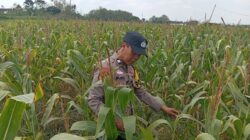 Dukung Astacita Presiden, Petugas Polmas Polsek Kenduruan Polresta Tuban Cek Langsung Lahan Jagung Warga