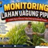Anggota Bhabinkamtibmas Polsek Senori Polresta Tuban Monitoring Tanaman Jagung Milik Warga Desa Jatisari Dukung Program Ketahanan Pangan